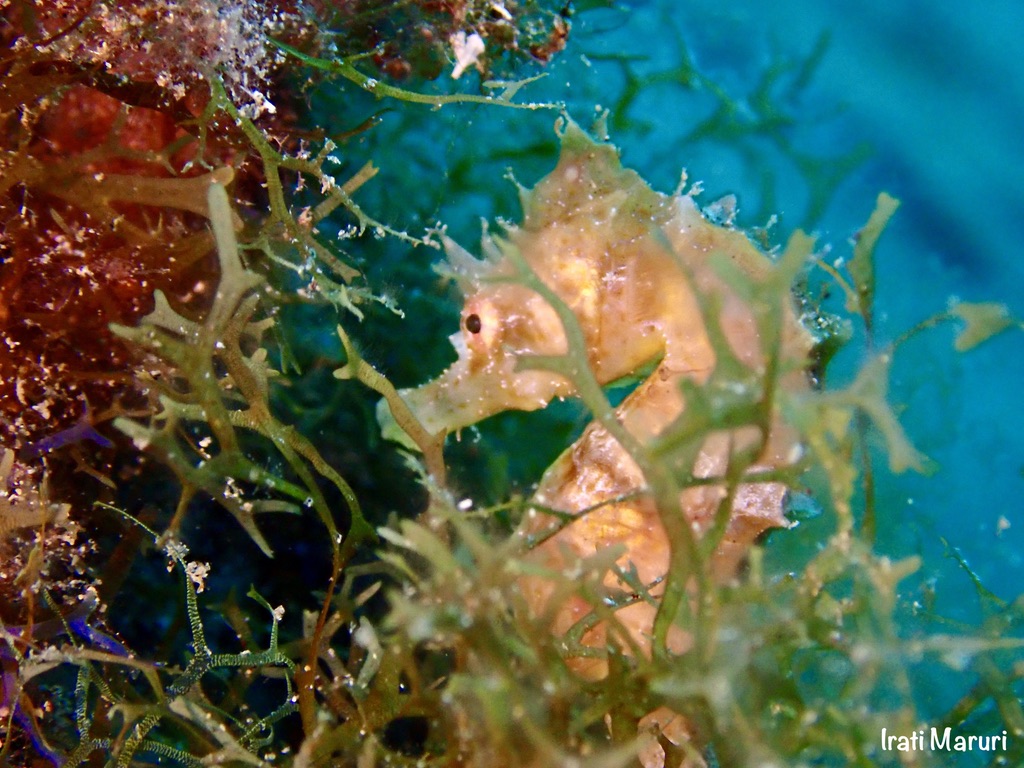 Hippocampe Aquasport Diving Lanzarote