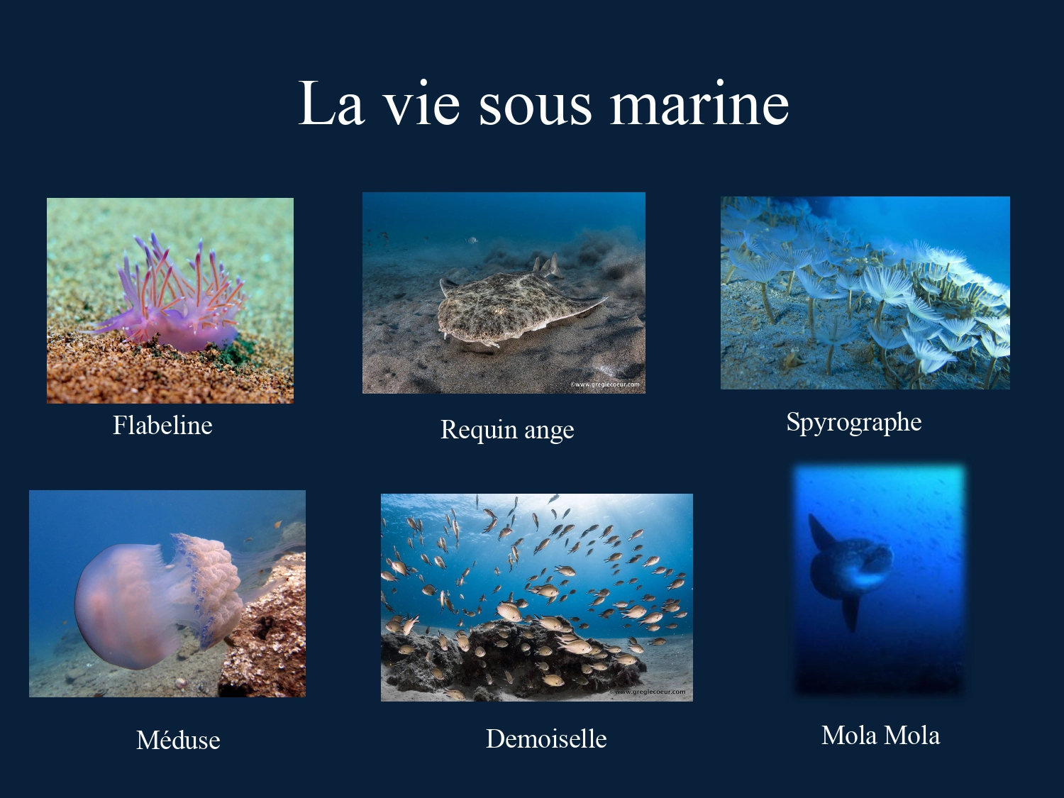 La vie sous marine