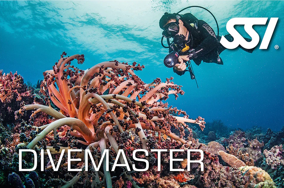Tarjeta de certificación SSI Dive Master