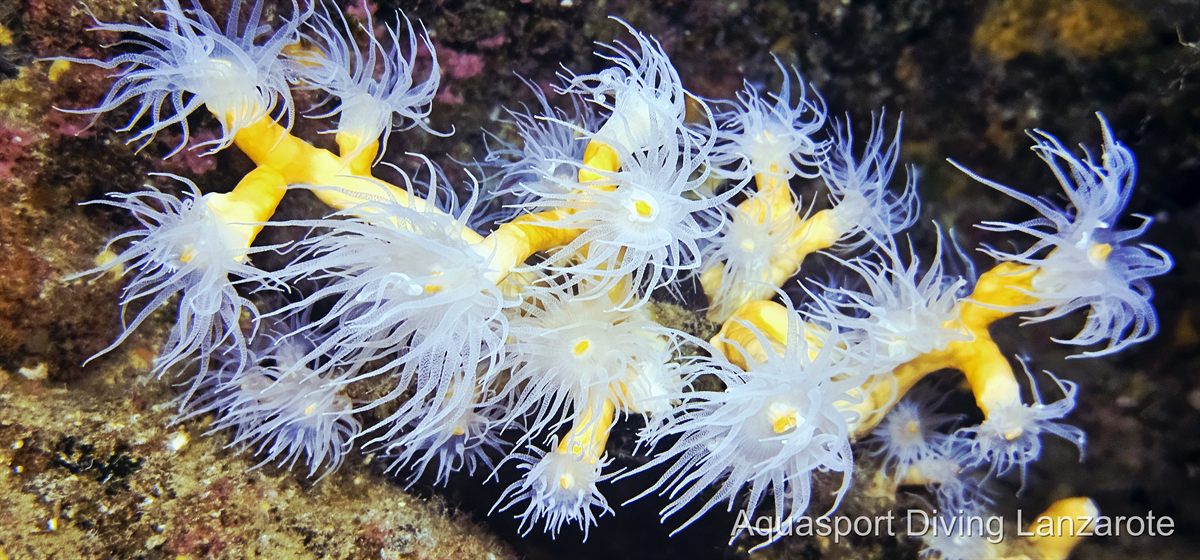 Diving with Aquasport Diving in Lanzarote